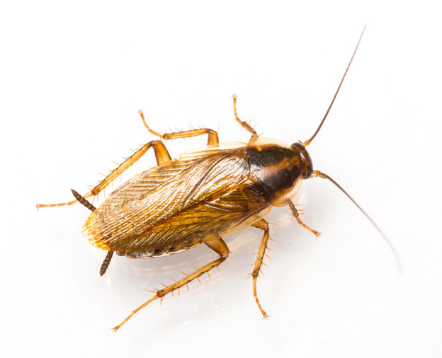 German cockroach