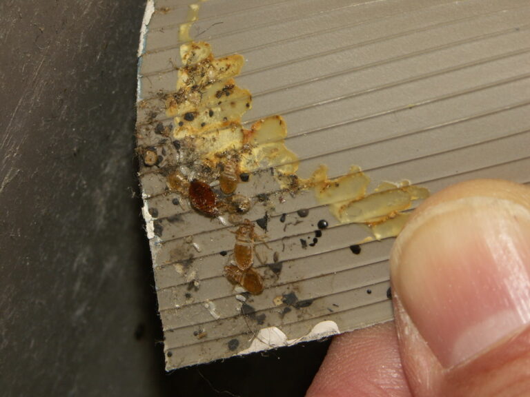 Bed bugs hiding behind wall paper