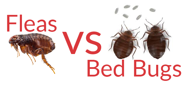 Bed Bug Bites vs Flea Bites