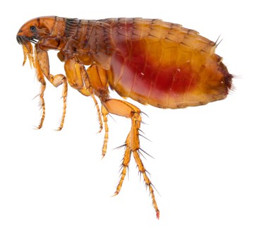 dog flea