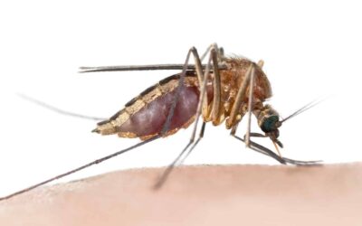 The 7 Best Bug Repellents in New Zealand