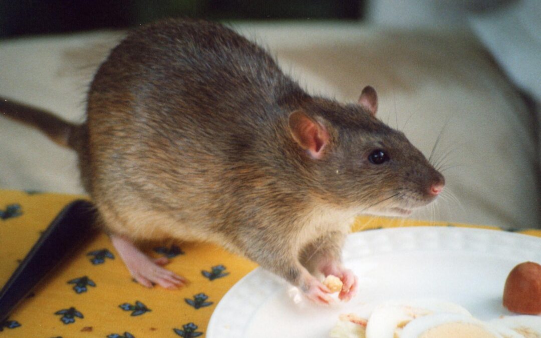 Signs Of Rats And Rodents Infestations At Home