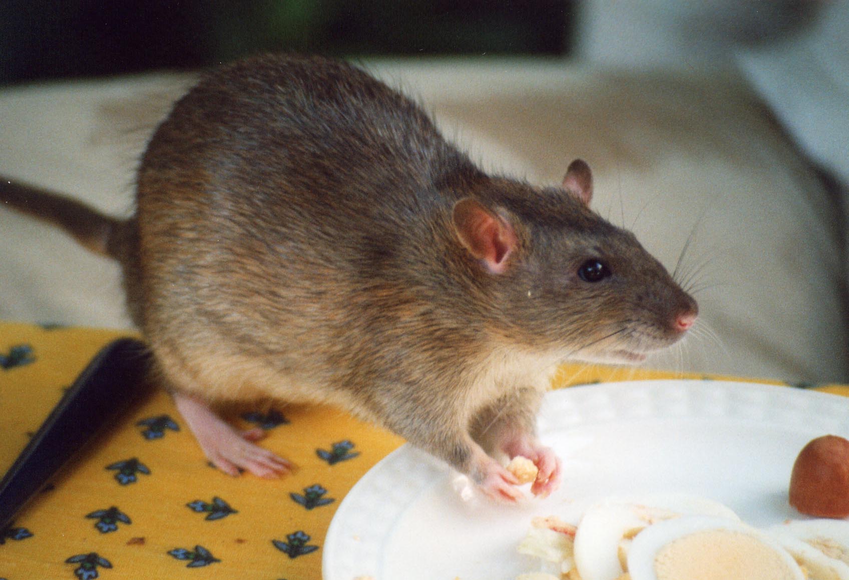 Rat highlighting stealing food 