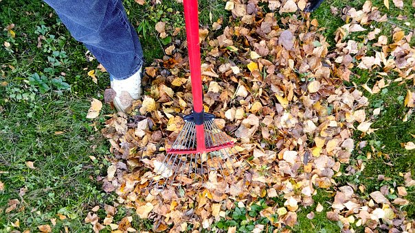 raking leaves Raking leaves to avoid pest issues