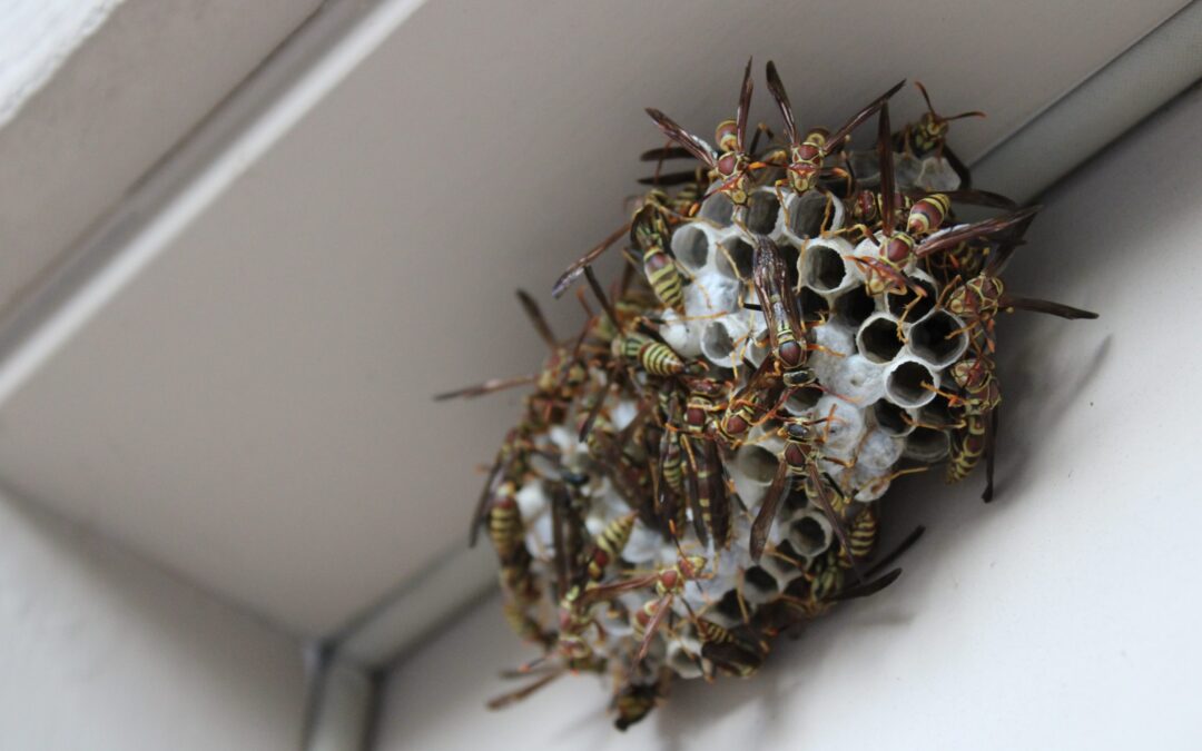 Wasps nest before is got removed