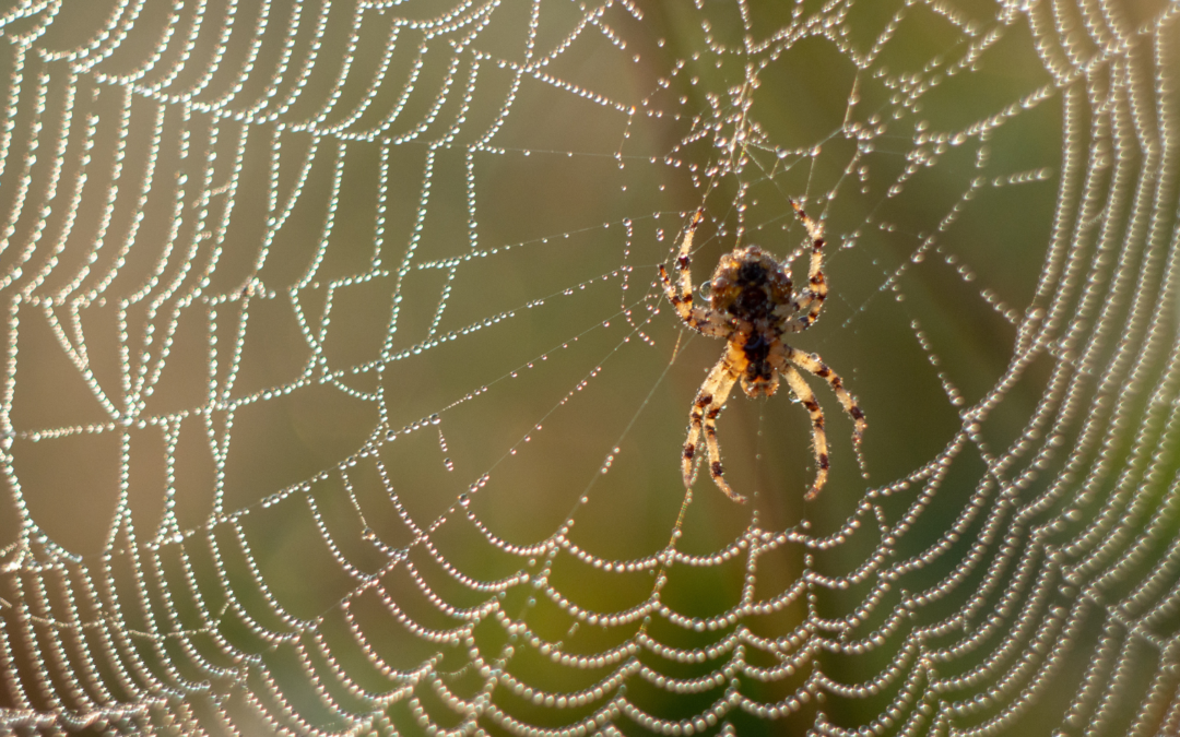 10 Interesting Facts About Spiders