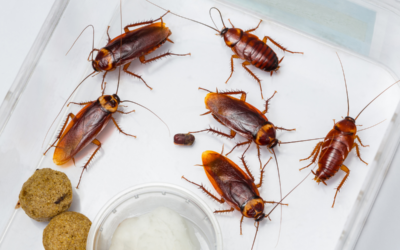 How to Prevent Common Summer Pests: Auckland